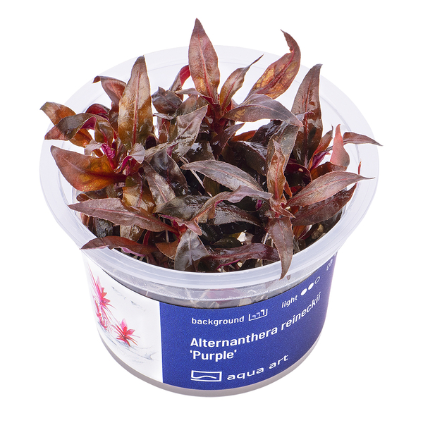 Alternanthera Reneckii Purple