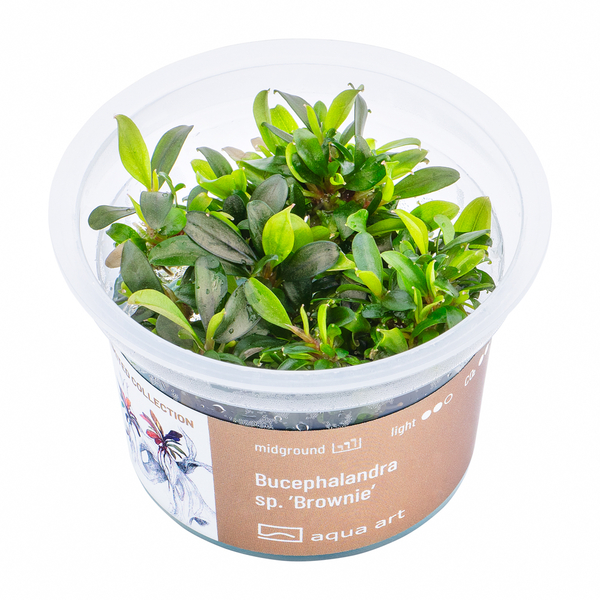 Bucephalandra sp. Brownie In-Vitro von AquaArt