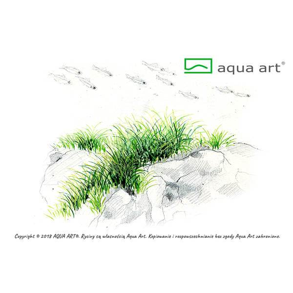 Eleocharis Pusilla In-Vitro von AquaArt