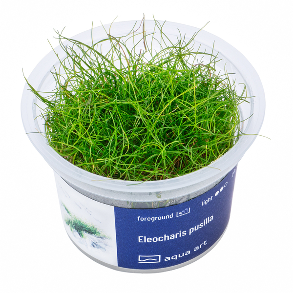 Eleocharis Pusilla In-Vitro von AquaArt