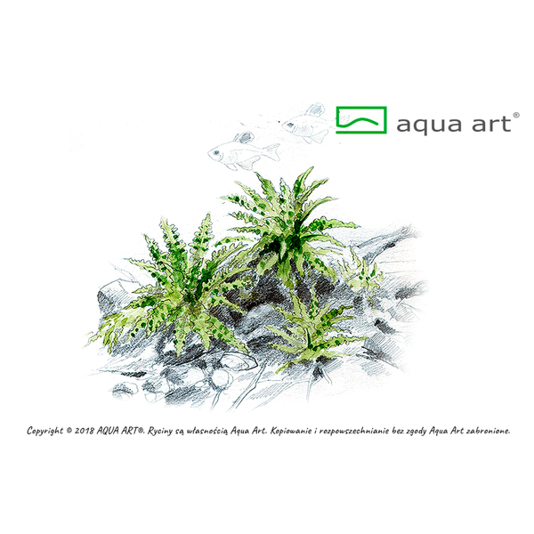 Pogostemon Helferi - Kleiner Wasserstern