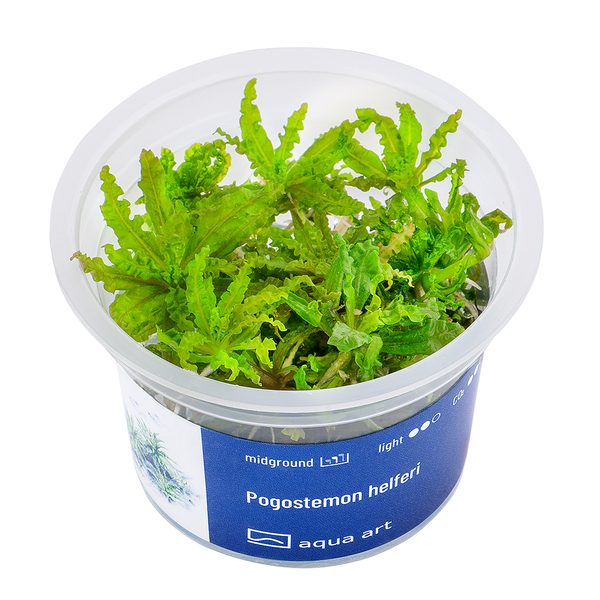 Pogostemon Helferi In-Vitro von Aqua Art