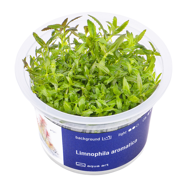 Limnophila Aromatica