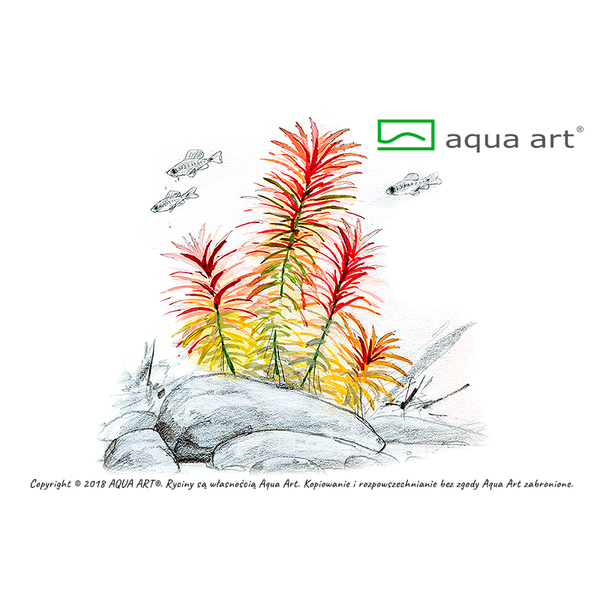 Limnophila Aromatica In-Vitro von Aqua Art