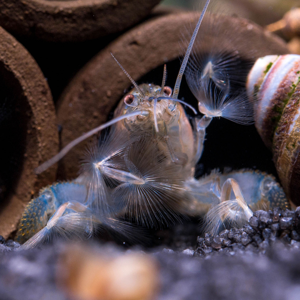 Atya Gabonensis Klein - Gabun Riesenfchergarnele