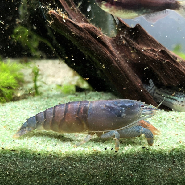 Atya Gabonensis Gro - Gabun Riesenfchergarnele