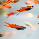 Poecilia wingei Red Scarlet - Endler Guppy