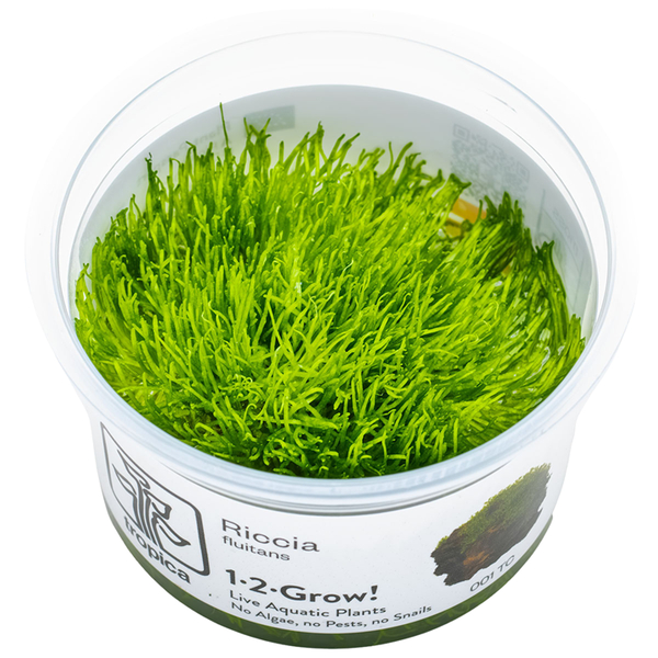 Riccia fluitans - Teichlebermoos