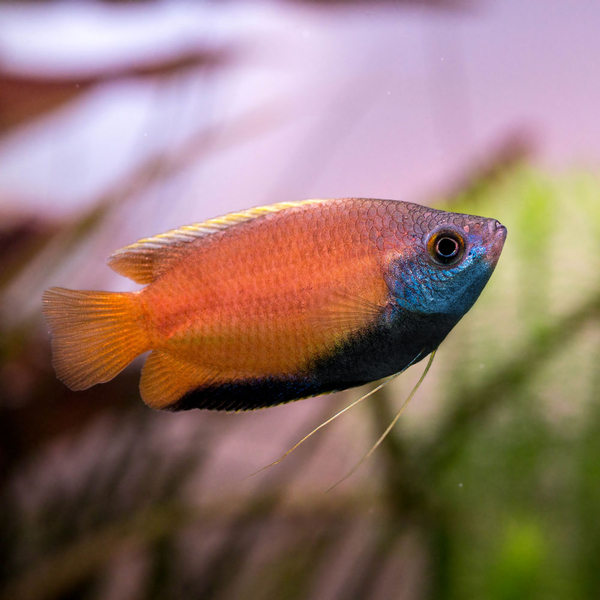 Trichogaster Chuna Natur - Honiggurami