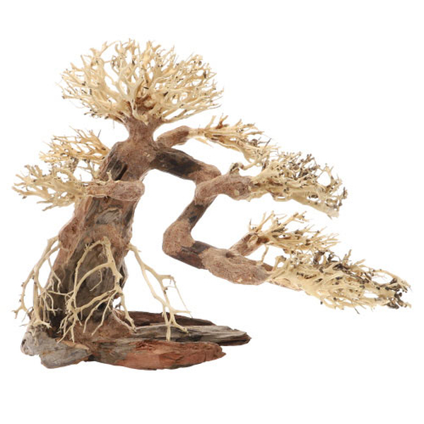 Bonsai, L (40 x 20 x 30cm)