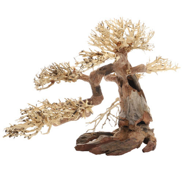 Bonsai, L (40 x 20 x 30cm)