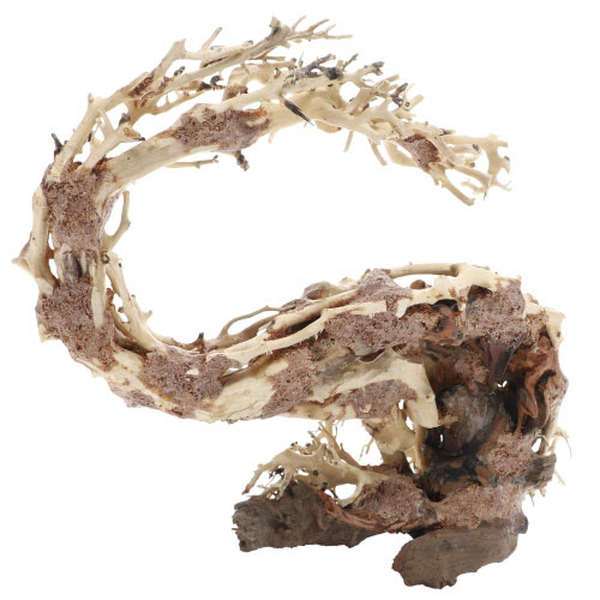 Wizard Root, M (30 x 13 x 23cm)