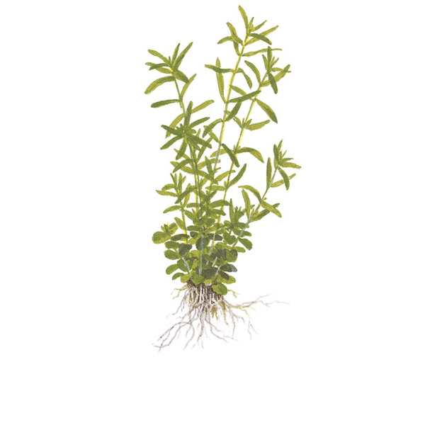 Rotala rotundifolia Green