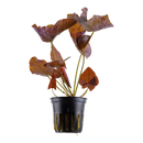 Nymphaea zenkeri - roterTigerlotus im Topf von Tropica