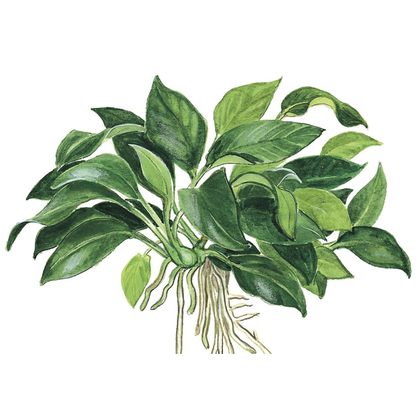 Anubias barteri Petite im Topf von Tropica