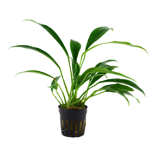 Anubias barteri Glabra (Angustifolia) - kahles Speerblatt