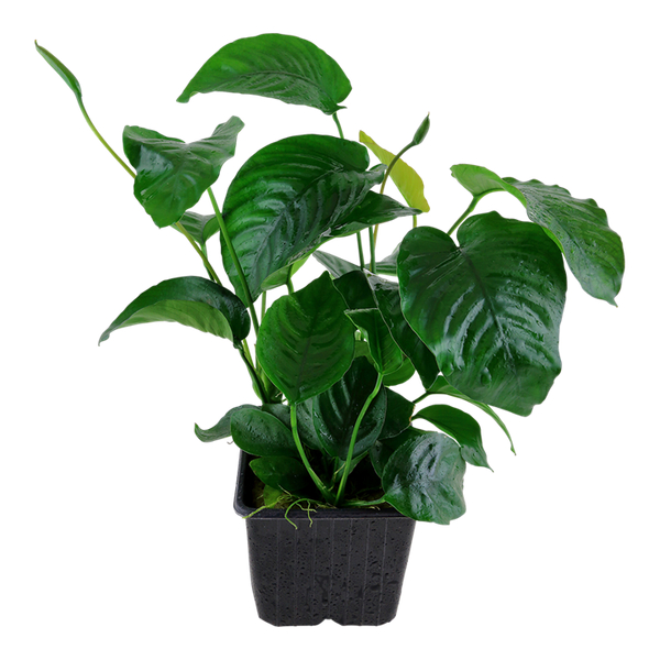 Anubias barteri Caladiifolia XL im Topf von Tropica