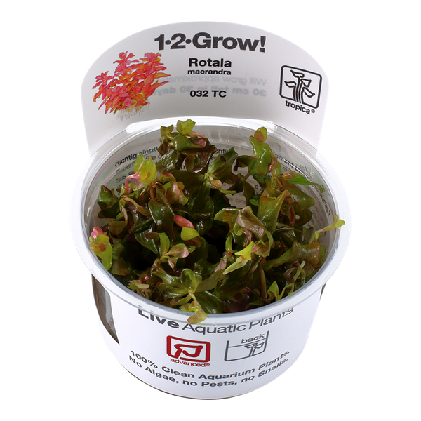 Rotala macrandra 1-2-Grow! von Tropica