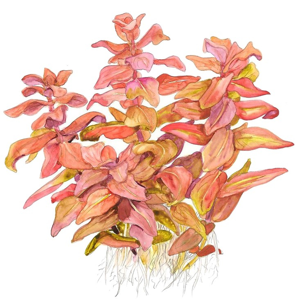 Rotala macrandra 1-2-Grow! von Tropica