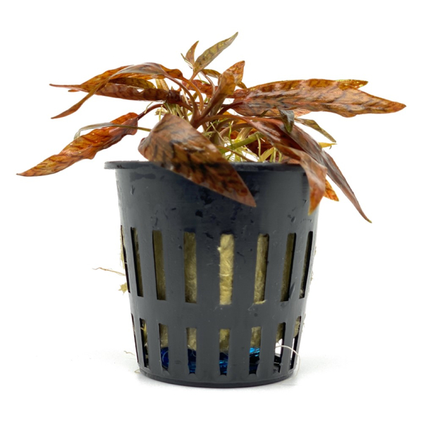 Cryptocoryne Nurii Pink Line im Topf