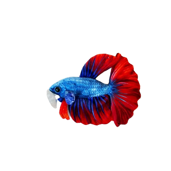 GreenPleco Betta Kampffisch Blau-rot - Plschtier