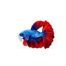 GreenPleco Betta Kampffisch Blau-rot - Plüschtier