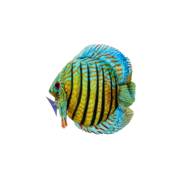 GreenPleco Discus Fish - Plüschtier