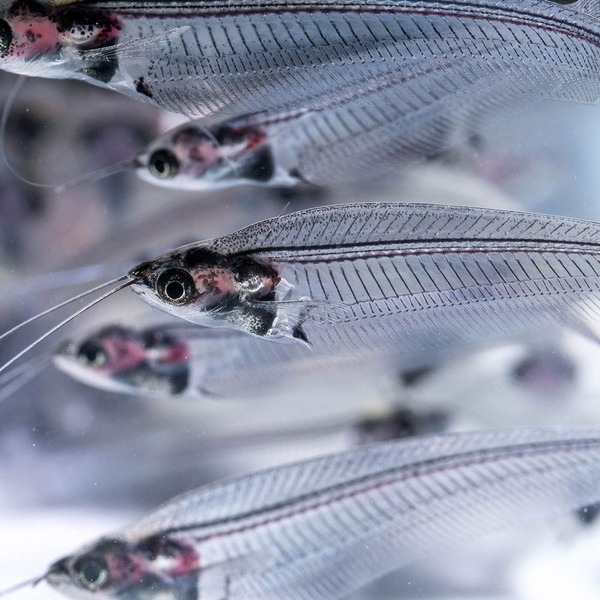 Kryptopterus bicirrhis - Indischer Glaswels