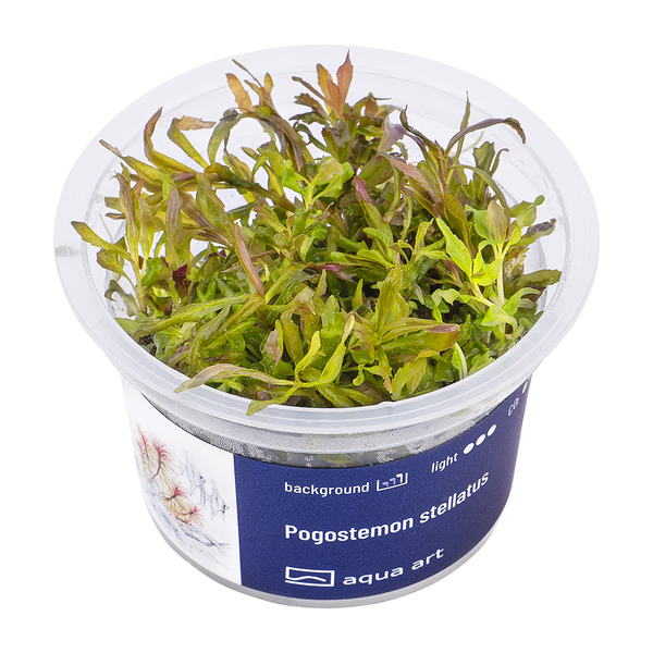Pogostemon stellatus - Sternpflanze