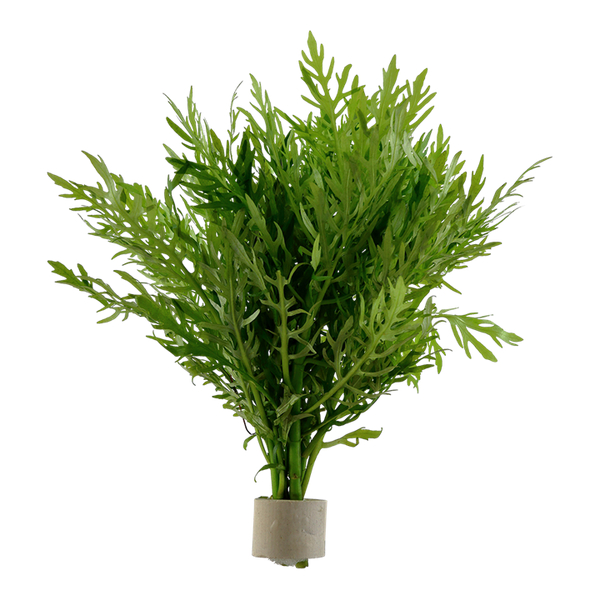 Hygrophila difformis - Indischer Wasserwedel im Topf