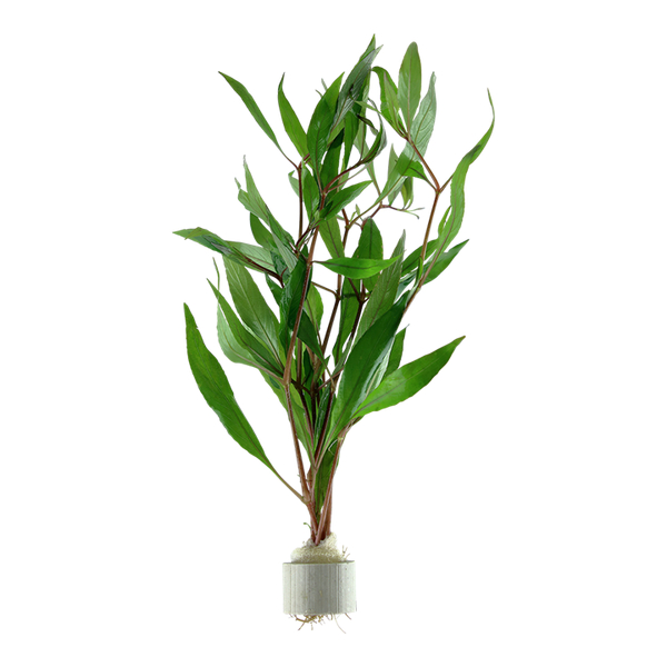 Hygrophila corymbosa