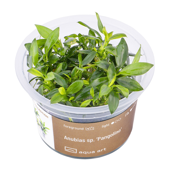 Anubias sp. Pangolino In-Vitro von AquaArt