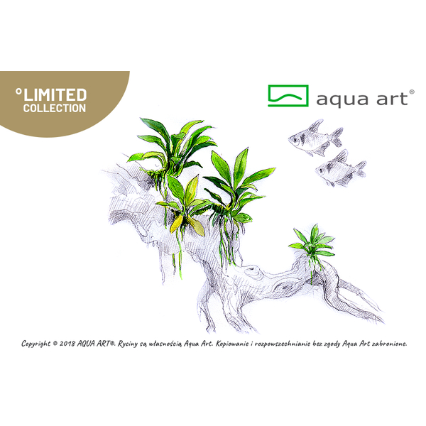 Anubias sp. Pangolino In-Vitro von AquaArt