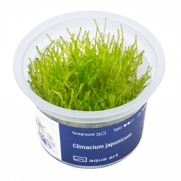 Climacium japonicum In-Vitro von AquaArt