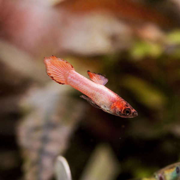 Poecilia Wingei Neon Pink Weiss - Endler Guppy