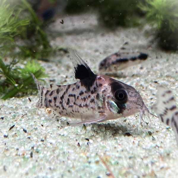 Corydoras Ambiacus - Gefleckter Panzerwels