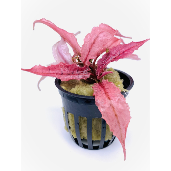 Cryptocoryne sp. Pink Panther im Topf