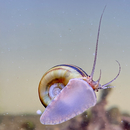 Marisa cornuarietis - Paradiesschnecke