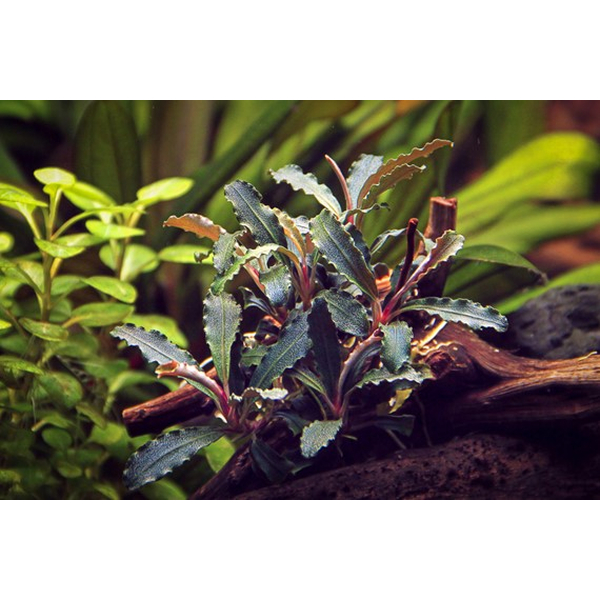 Bucephalandra sp. Red Scorpio