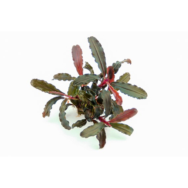 Bucephalandra sp. Red Scorpio