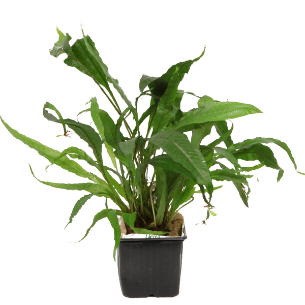 Microsorum pteropus im Topf XL von Tropica