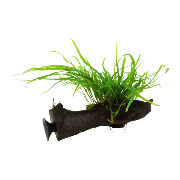 Microsorum Pteropus Trident Wurzel mit Zaugnapf | Tropica