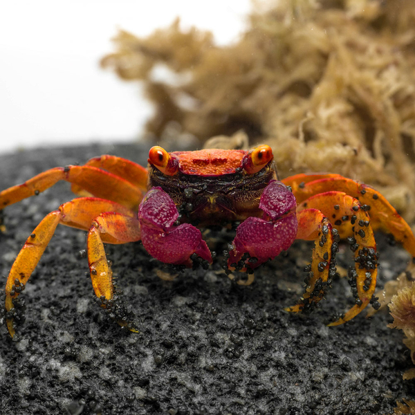 Geosesarma cf. tiomanicum Disco  - Vampirkrabbe