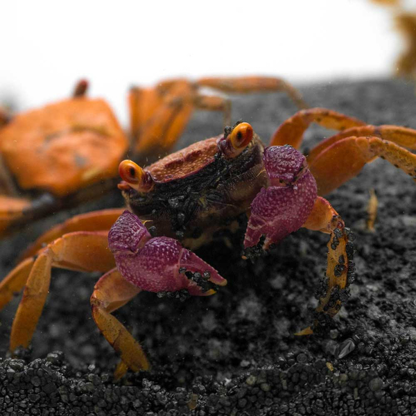 Geosesarma cf. tiomanicum Disco  - Vampirkrabbe