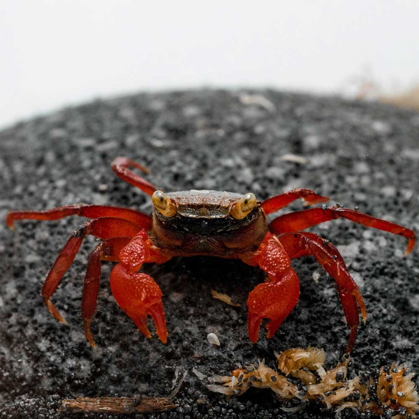 Geosesarma sp. Golden Top Super Red - Vampirkrabbe