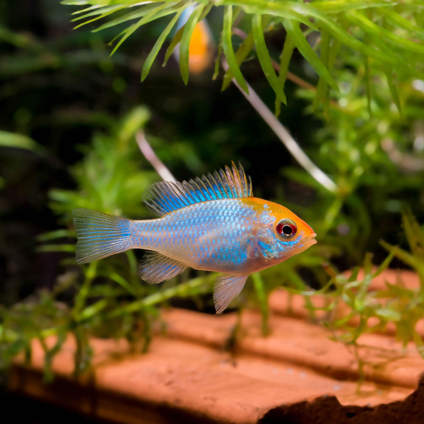 Mikrogeophagus Ramirezi Electric gold / Electric Blue Red Head - Schmetterlingszwergbuntbarsch
