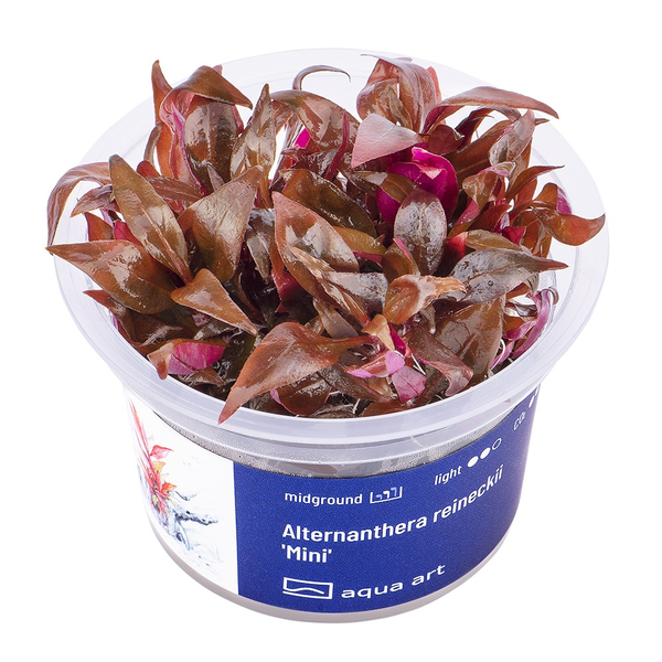 Alternanthera reineckii Mini In-Vitro von Aqua Art