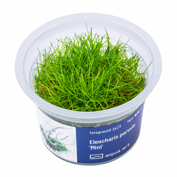 Eleocharis parvula Mini