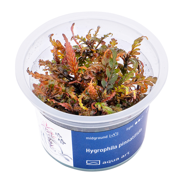 Hygrophila Pinnatifida In-Vitro von AquaArt