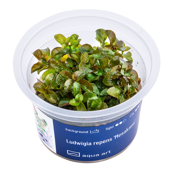 Ludwigia repens Mesakana - Bunte Ludwigie